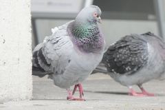 Columba livia domestica