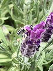 Megachile texana