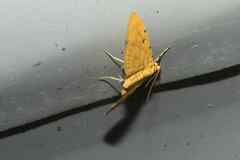Notarcha quaternalis