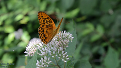 Argynnis sagana