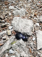 Carabus intricatus