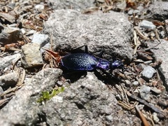 Carabus intricatus