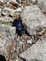 Carabus intricatus