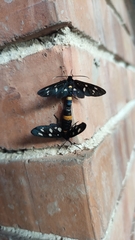 Amata ragazzii