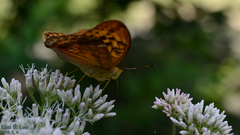 Argynnis sagana