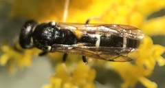 Eumeninae