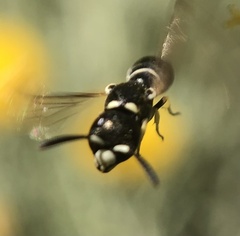 Eumeninae