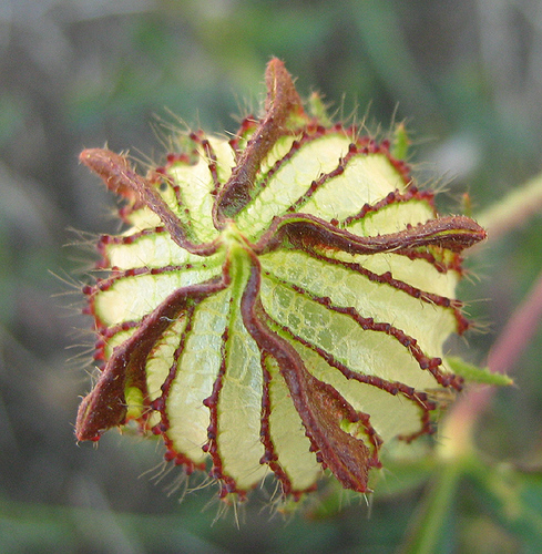 flower-of-an-hour