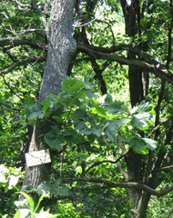 Quercus dentata dentata