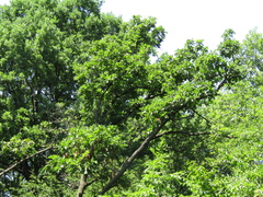 Quercus dentata dentata