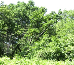 Quercus dentata dentata