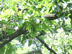 Quercus dentata dentata