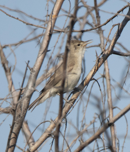 Eastern Olivaceous Warbler, Килийский район, Одесская область, Украина, photo 7 of 10