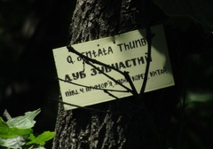 Quercus dentata dentata