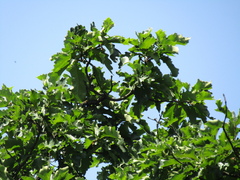 Quercus dentata dentata