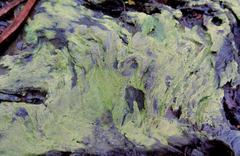 Psilolechia