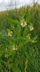 Symphytum officinale