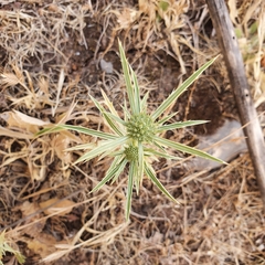 Eryngium tricuspidatum