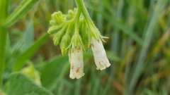 Symphytum officinale