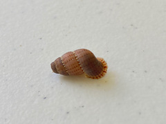 Tudorinae