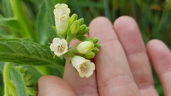 Symphytum officinale