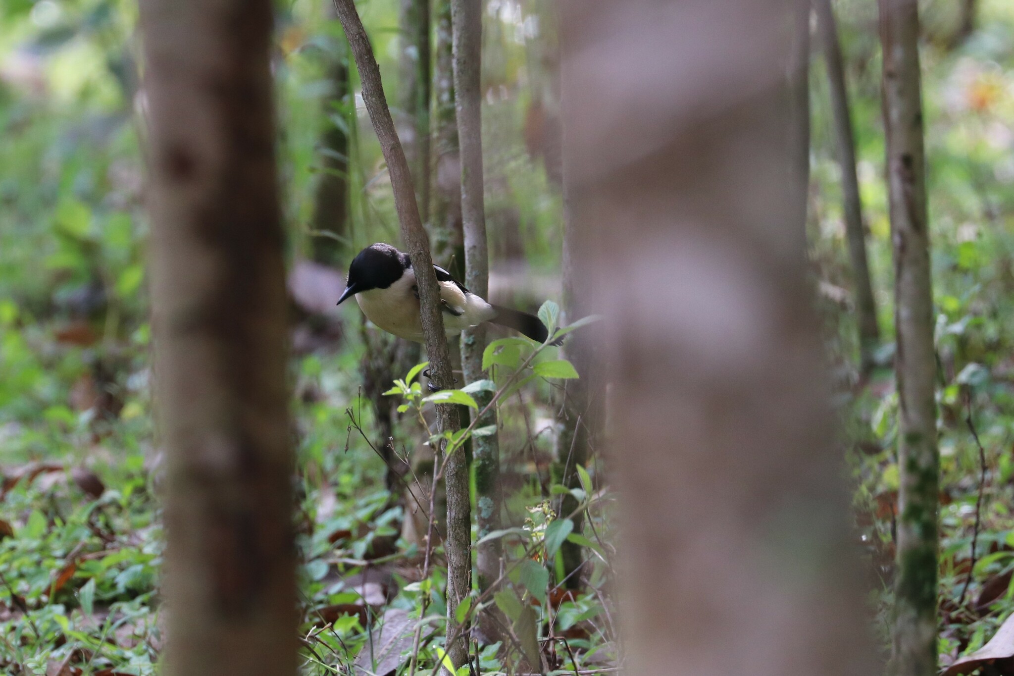 Ethiopian Boubou (Laniarius aethiopicus), photo 6