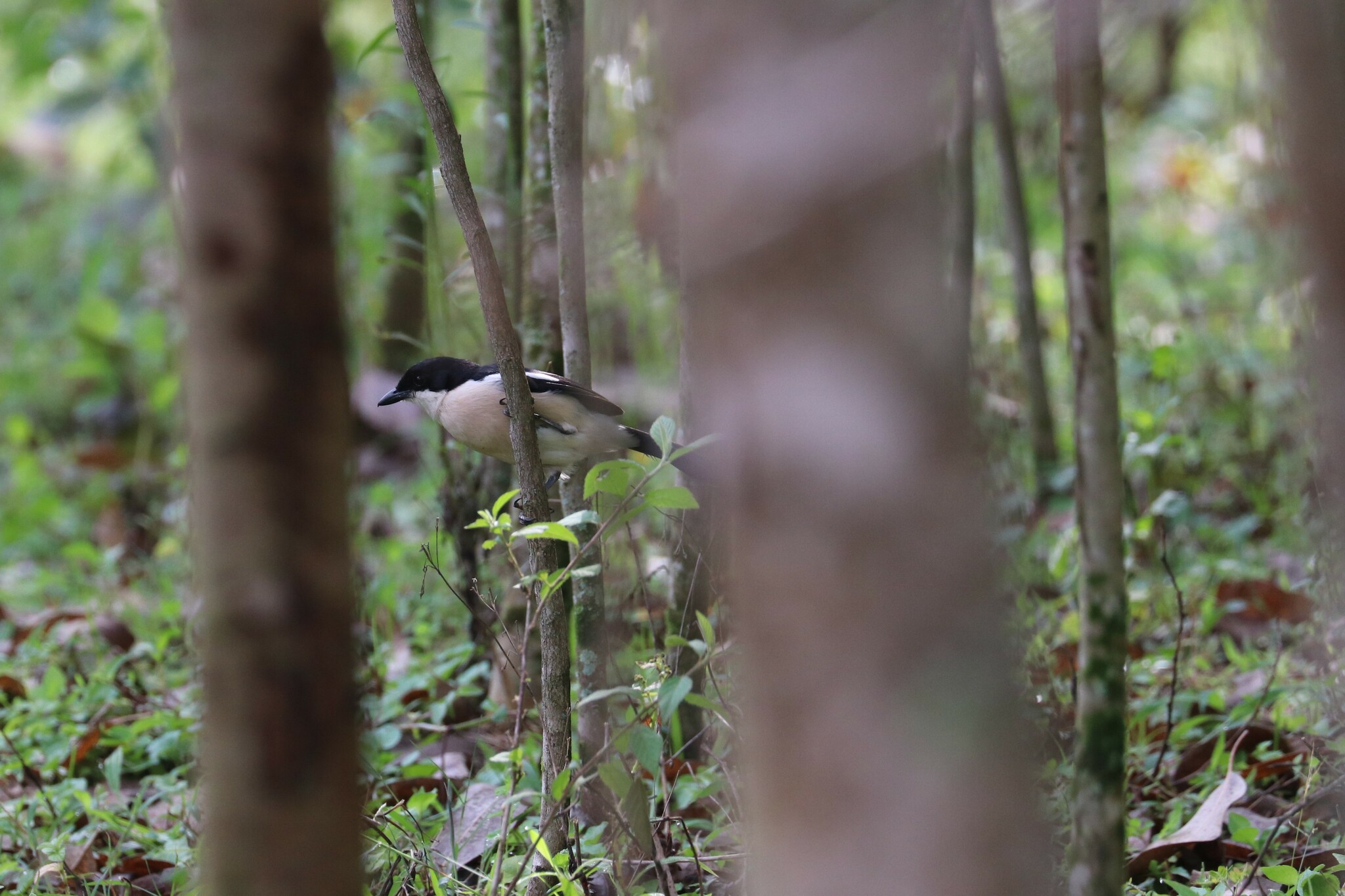 Ethiopian Boubou (Laniarius aethiopicus), photo 5