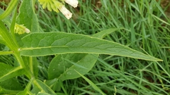 Symphytum officinale