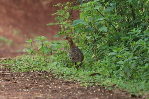 Chestnut-naped Spurfowl (Pternistis castaneicollis)