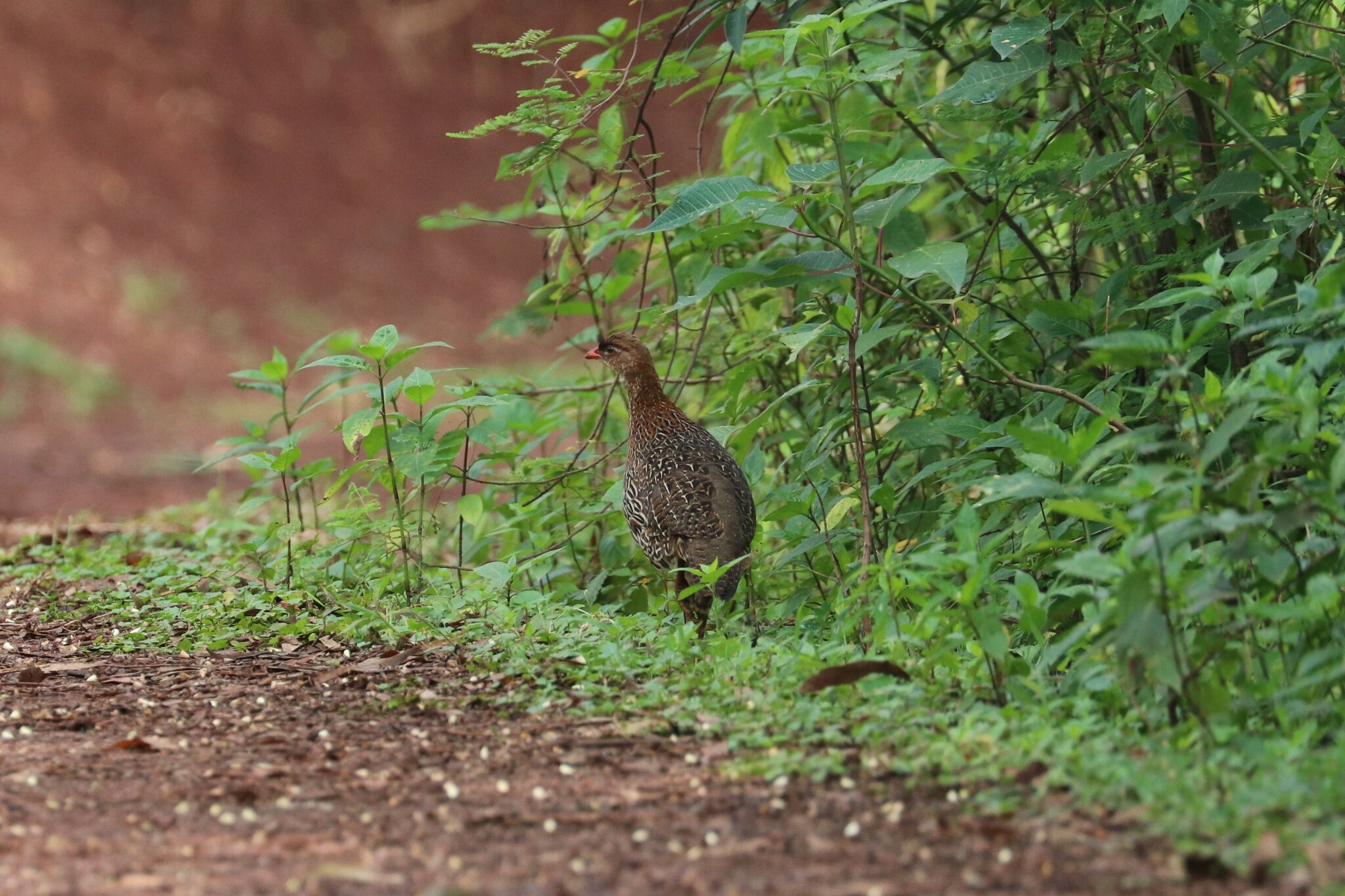 Chestnut-naped Spurfowl (Pternistis castaneicollis), photo 1