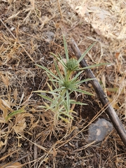 Eryngium tricuspidatum