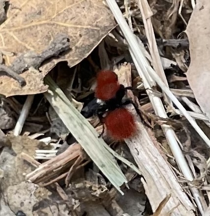 iNaturalist observation photo of Dasymutilla