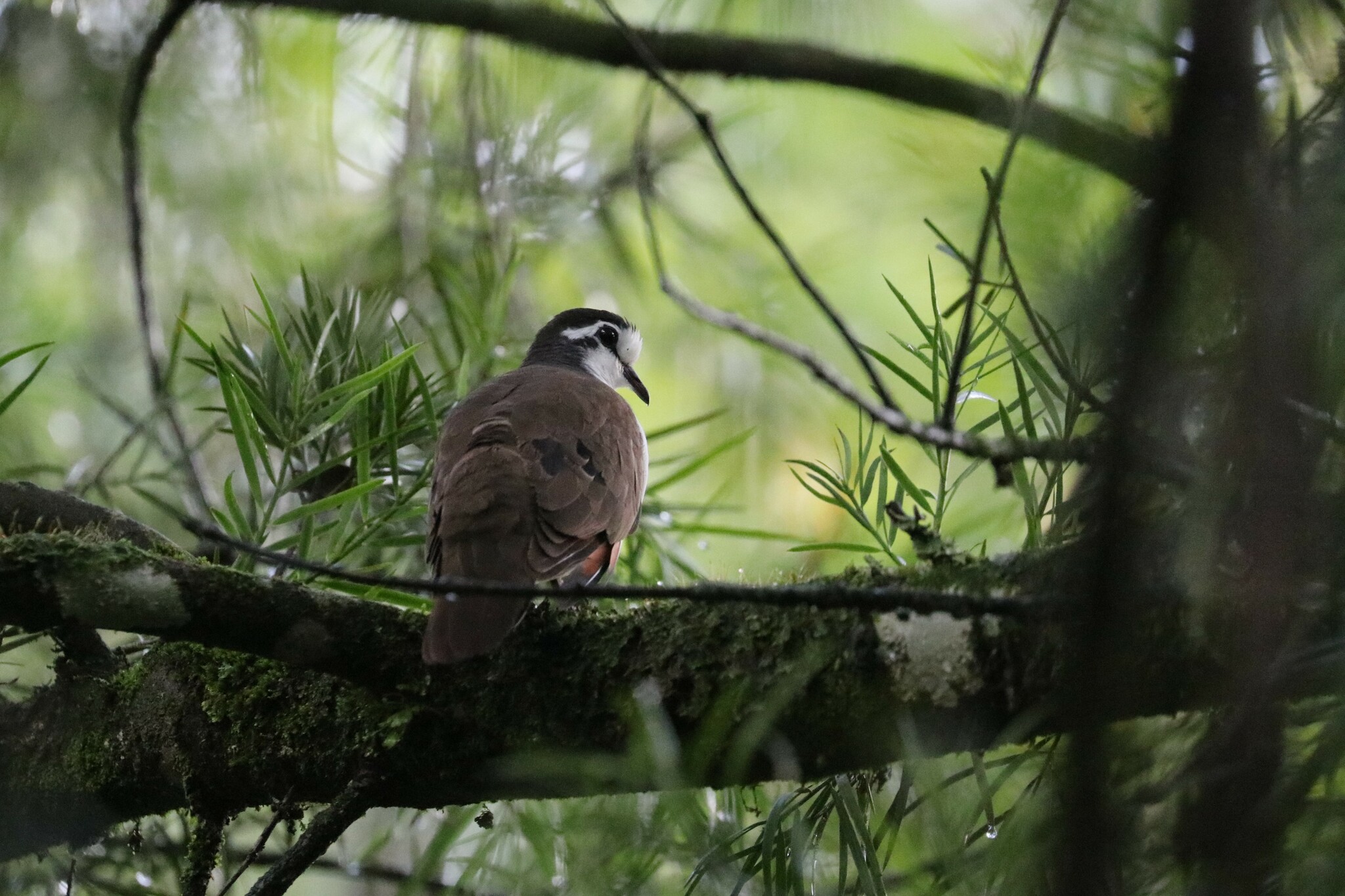 Tambourine Dove (Turtur tympanistria)