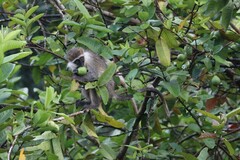 Chlorocebus aethiops