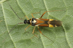 Cyllecoris histrionius