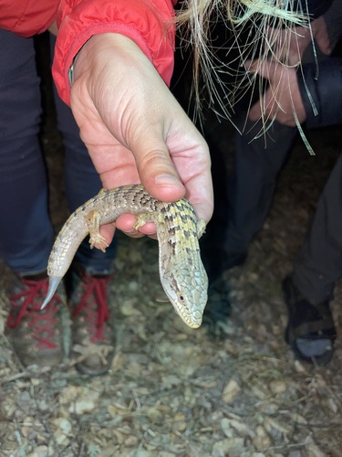 iNaturalist observation photo of Southern Alligator Lizard