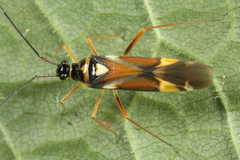 Cyllecoris histrionius