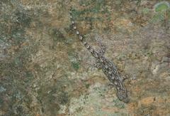 Gekko hokouensis