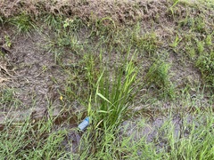 Juncus effusus pacificus