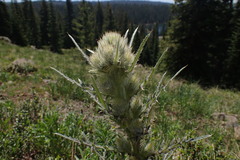 Cirsium osterhoutii