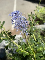 Ceanothus parvifolius