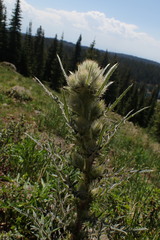 Cirsium osterhoutii