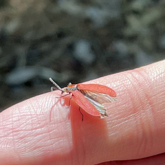 Lycus sanguinipennis