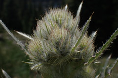 Cirsium osterhoutii