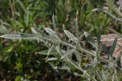 Cirsium osterhoutii