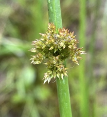 Juncus effusus pacificus