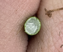 Juncus effusus pacificus