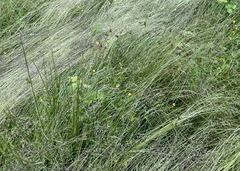 Juncus effusus pacificus
