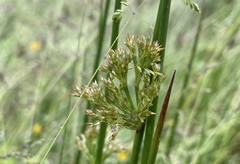 Juncus effusus pacificus