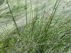 Juncus effusus pacificus
